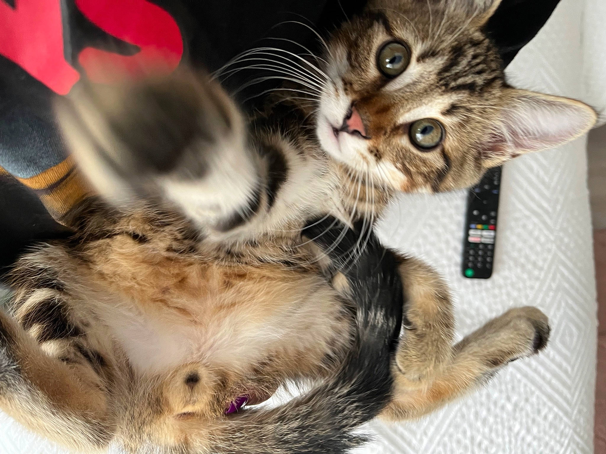 Vito participe au concours pour gagner de l'argent avec cette photo : carnivore, cat, claw, comfort, domestic_short_haired_cat, ear, felidae, fur, gesture, paw, small_to_medium_sized_cats, snout, tail, terrestrial_animal, whiskers