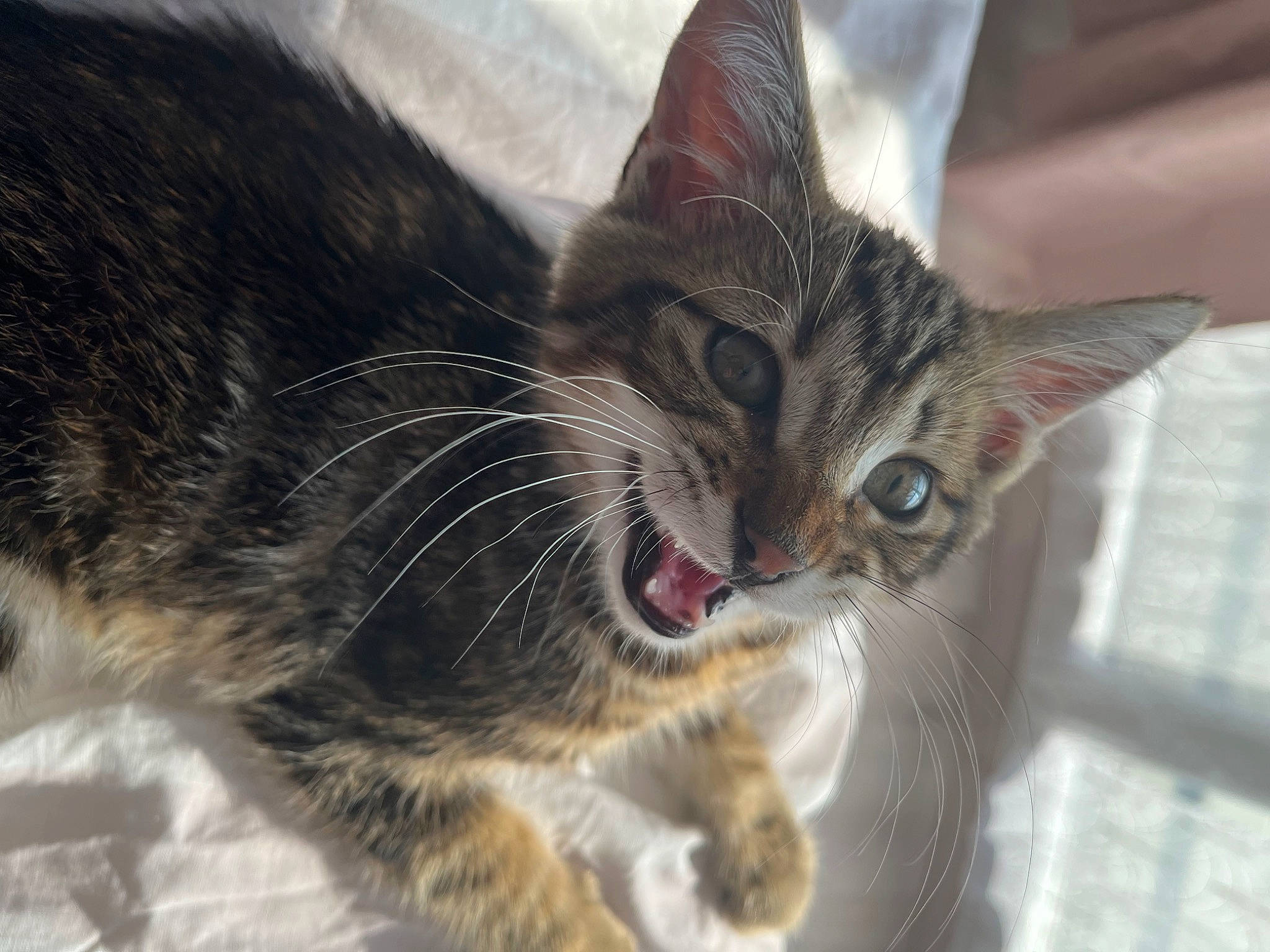 Vito participe au concours pour gagner de l'argent avec cette photo : carnivore, cat, cat_supply, claw, domestic_short_haired_cat, felidae, foot, fur, paw, small_to_medium_sized_cats, snout, terrestrial_animal, tree, whiskers, wildlife