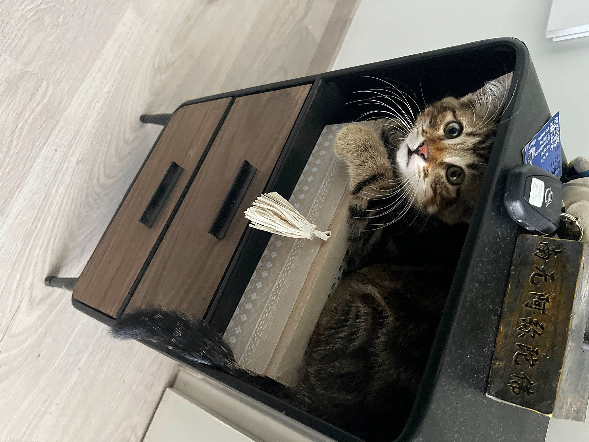 Vito participe au concours pour gagner de l'argent avec cette photo : box, cardboard, carnivore, carton, cat, domestic_short_haired_cat, felidae, fur, hardwood, package_delivery, packaging_and_labeling, packing_materials, paper_product, pet_supply, plywood, shipping_box, small_to_medium_sized_cats, tail, whiskers, wood