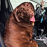 dog, labrador, chocolate_labrador, pet, car, car_interior, driver_seat, happy, tongue_out, looking_back, seat, leather_seat, steering_wheel, gear_shift, collar, tag, window, door, hanging_decorations, animal