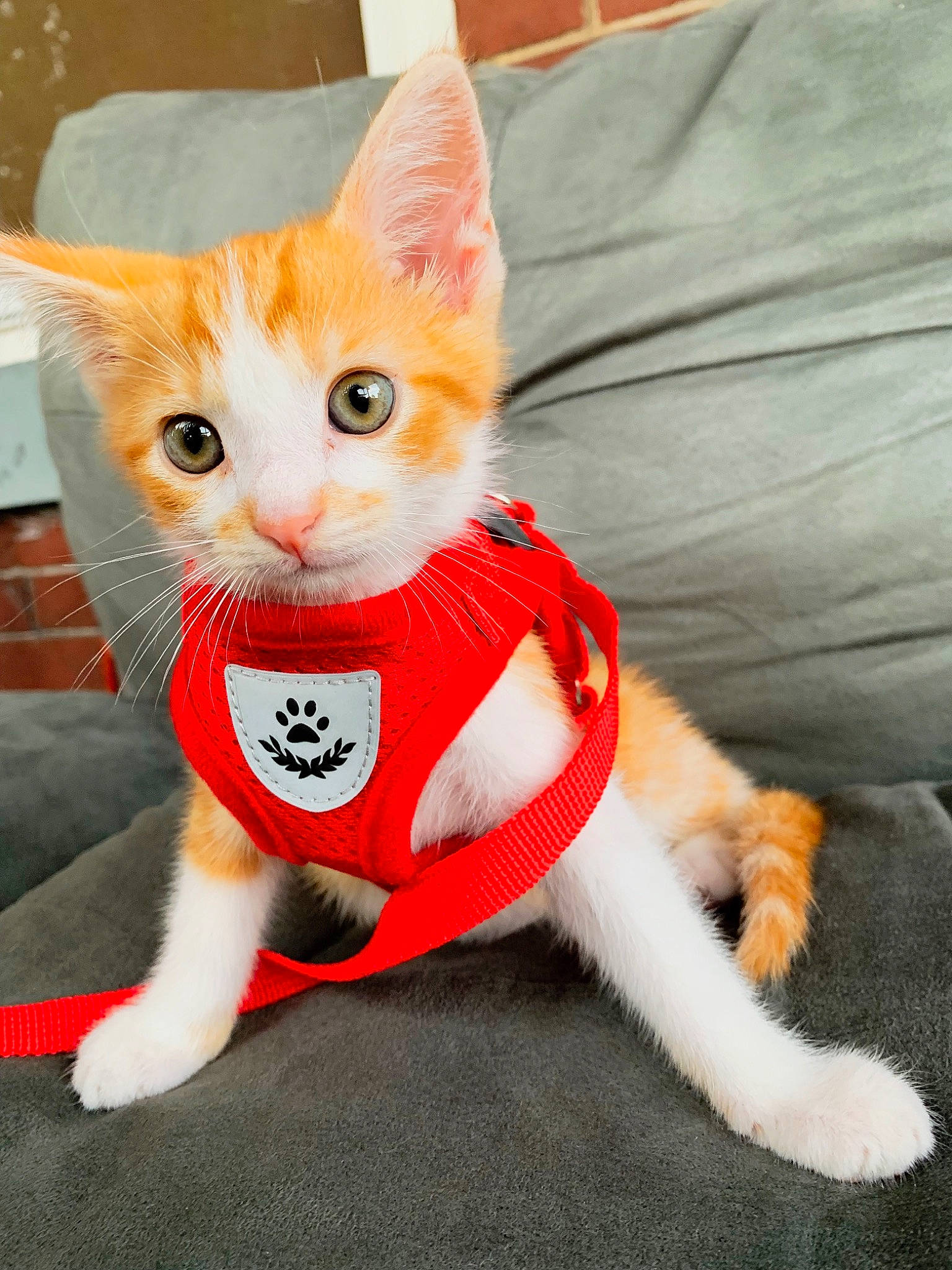 Cairo is registered to the contest to win money with this photo: asian, carnivore, cat, domestic_short_haired_cat, fawn, felidae, kitten, mammal, paw, small_to_medium_sized_cats, snout, tail, whiskers