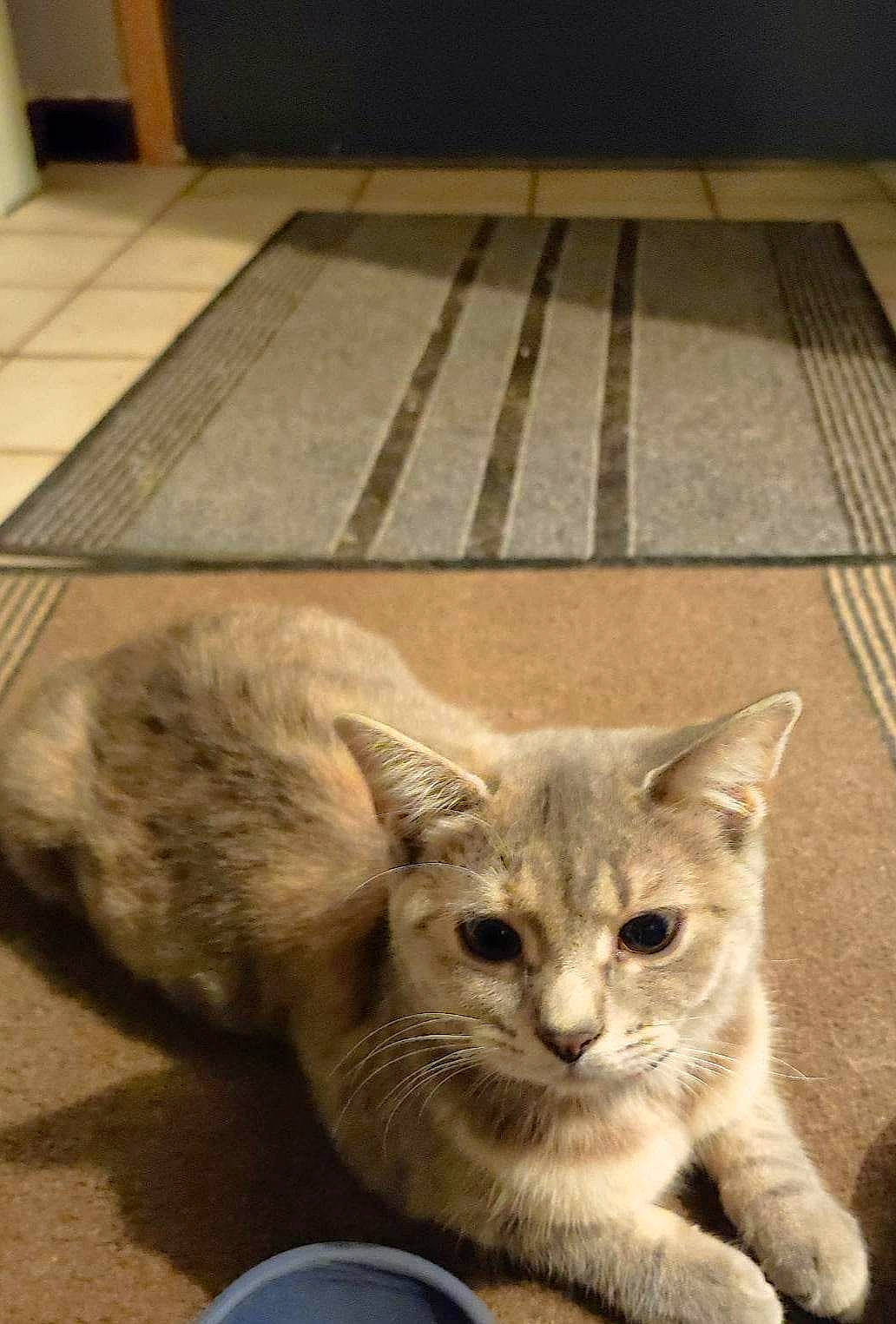 June a rejoint le concours — aidez-le/la à gagner de superbes lots ! carnivore, cat, cat_supply, domestic_short_haired_cat, fawn, felidae, floor, flooring, fur, hardwood, paw, small_to_medium_sized_cats, snout, tail, terrestrial_animal, whiskers, wildlife, window, wood