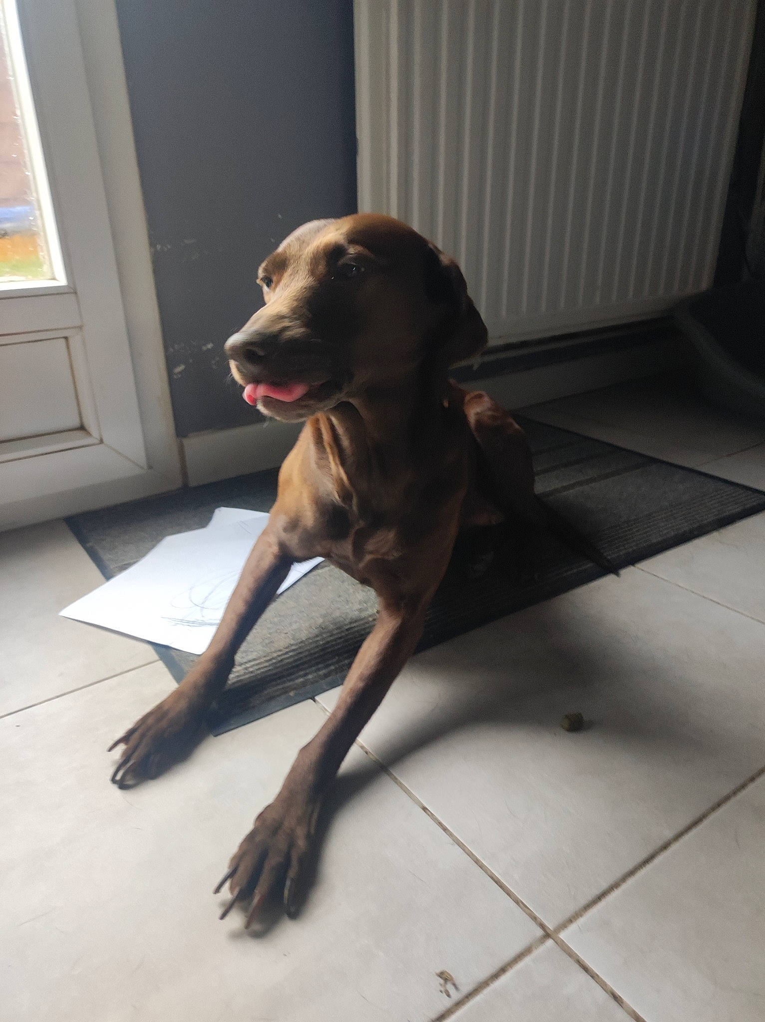 Mya a rejoint le concours — aidez-le/la à gagner de superbes lots ! carnivore, companion_dog, dog, dog_breed, door, fawn, floor, flooring, foot, fur, guard_dog, hardwood, human_leg, liver, metal, paw, tail, tile, wood, working_animal