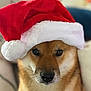 dog, santa_hat, pet, animal, portrait, close_up, brown_fur, holiday, christmas, cute, indoors, furry, mammal, whiskers, nose, face, expression, festive, cozy, soft
