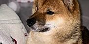Goku participe au concours pour gagner de l'argent avec cette photo : dog, shiba_inu, pet, animal, indoors, blanket, stuffed_toy, teddy_bear, cozy, fur, snout, ears, paws, close_up, portrait, brown, white, soft_focus, couch, relaxed