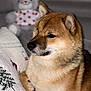 dog, shiba_inu, pet, animal, indoors, blanket, stuffed_toy, teddy_bear, cozy, fur, snout, ears, paws, close_up, portrait, brown, white, soft_focus, couch, relaxed