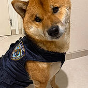 Goku participe au concours pour gagner de l'argent avec cette photo : dog, shiba_inu, pet, indoor, floor, vest, clothing, police_department_patch, brown_fur, white_fur, ears, cute, tilted_head, animal, canine, paw, sitting, wall, door, tile_floor
