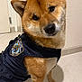 dog, shiba_inu, pet, indoor, floor, vest, clothing, police_department_patch, brown_fur, white_fur, ears, cute, tilted_head, animal, canine, paw, sitting, wall, door, tile_floor