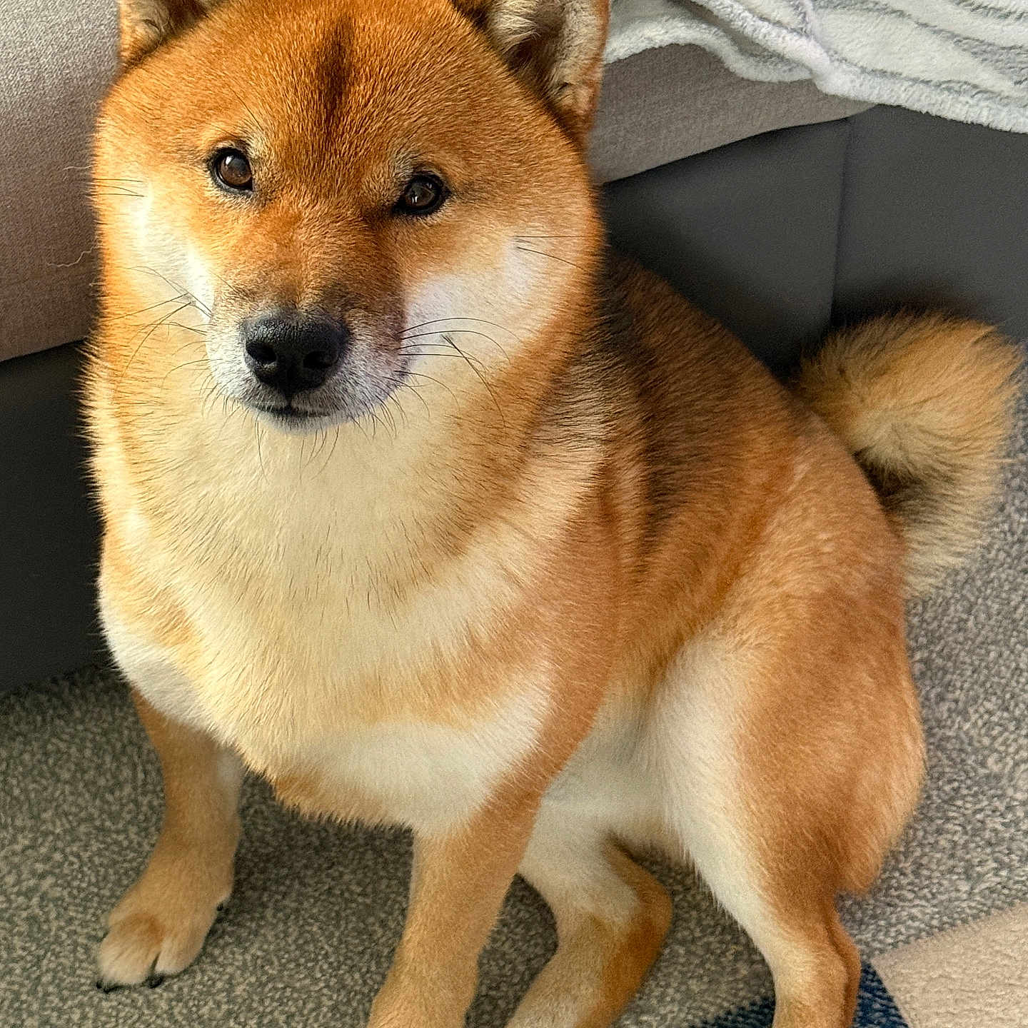 Goku a rejoint le concours — aidez-le/la à gagner de superbes lots ! animal, blanket, canine, carpet, companion, couch, cute, dog, domestic_animal, ears, friendly, fur, indoor, looking, paws, pet, portrait, shiba_inu, sitting, tail