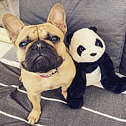 Poupette a rejoint le concours — aidez-le/la à gagner de superbes lots ! french_bulldog, dog, stuffed_animal, panda, plush_toy, couch, striped_blanket, pet, indoor, close_up, brown_dog, black_and_white, soft_texture, companion, cute, animal, home, relaxation, portrait, friendly