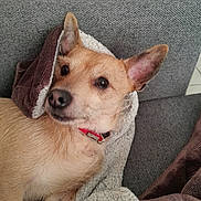 Kinder a rejoint le concours — aidez-le/la à gagner de superbes lots ! alert, animal, beige, blanket, brown, canine, closeup, collar, comfort, couch, dog, ears, fur, furniture, home, indoor, laying, pet, relaxed, textile