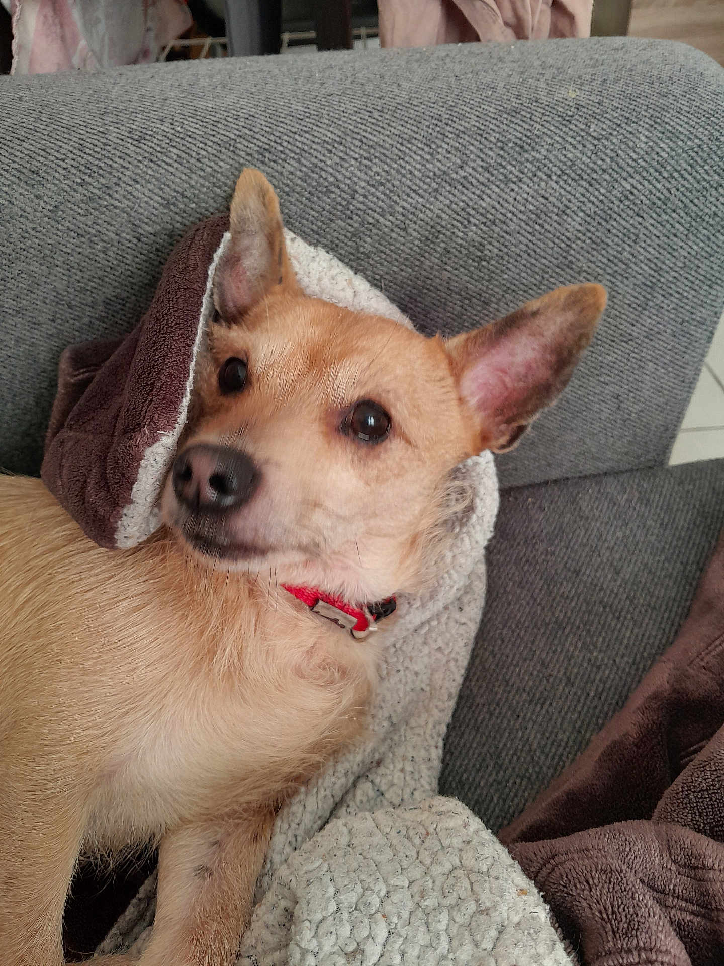 Kinder a rejoint le concours — aidez-le/la à gagner de superbes lots ! alert, animal, beige, blanket, brown, canine, closeup, collar, comfort, couch, dog, ears, fur, furniture, home, indoor, laying, pet, relaxed, textile