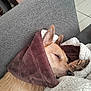 Kinder a rejoint le concours — aidez-le/la à gagner de superbes lots ! animal, armchair, blanket, canine, chair, couch, cushion, dog, furniture, homedecor, hound, linen, person, pet, pig, pillow, puppy, quilt, sleeping, towel
