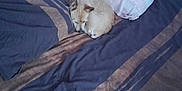 Kinder a rejoint le concours — aidez-le/la à gagner de superbes lots ! animal, bed, bedroom, blanket, canine, cat, couch, cushion, dog, furniture, homedecor, indoors, interiordesign, kitten, linen, pet, pillow, puppy, quilt, room