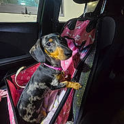 Bella is registered to the contest to win money with this photo: dog, dachshund, puppy, pet_car_seat, pink, car_interior, seat, blanket, collar, night, window, animal, pet, cute, looking, fur, ears, indoor, leash, sitting