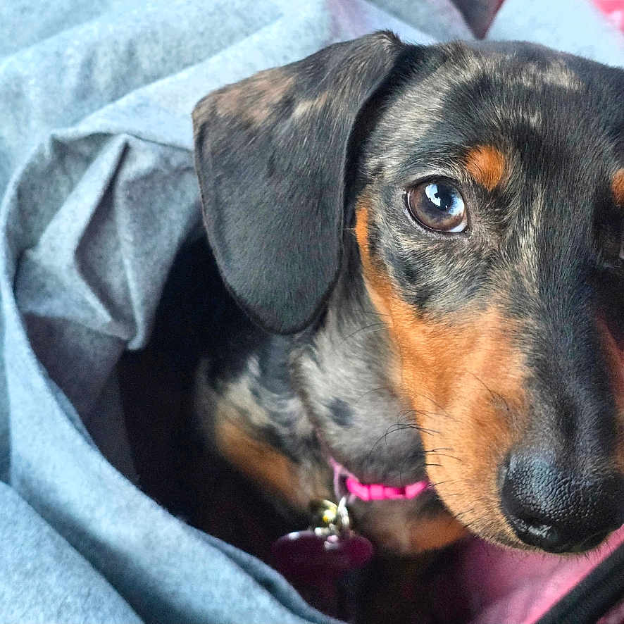 Bella joined the competition — help win amazing prizes! animal, black_and_tan, blanket, close_up, collar, cozy, curious, cute, dachshund, dog, domestic_animal, ears, eyes, fur, indoor, pet, portrait, puppy, snout, young
