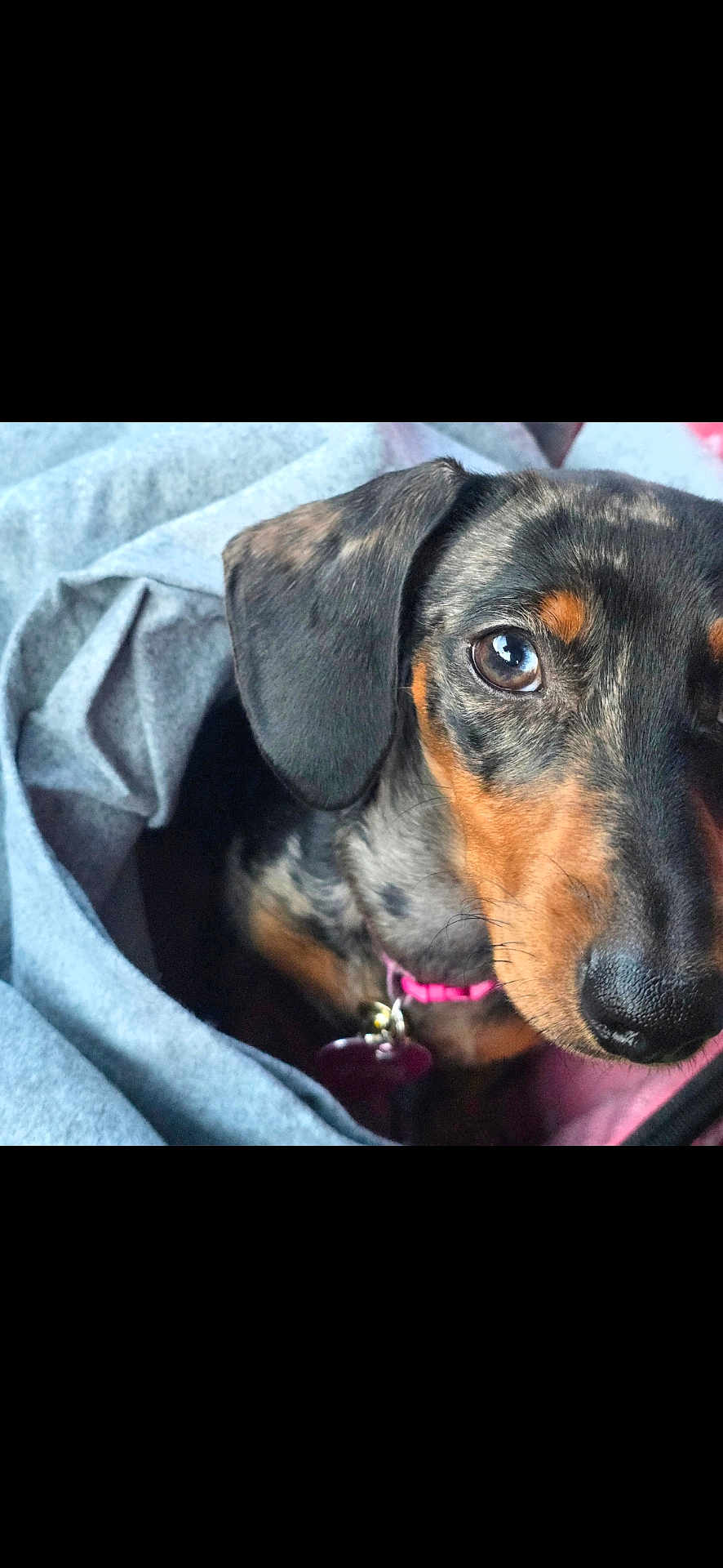 Bella joined the competition — help win amazing prizes! dog, puppy, dachshund, close_up, pet, animal, black_and_tan, fur, ears, eyes, blanket, cozy, collar, indoor, cute, curious, young, snout, portrait, domestic_animal