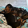 dog, dachshund, sleeping, bed, blanket, indoor, cozy, pet, animal, fur, black, brown, pattern, floor, resting, cute, companion, relaxing, snuggling, paw