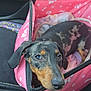 Bella is registered to the contest to win money with this photo: dog, puppy, dachshund, black_and_tan, pet_carrier, pink, paw_prints, blanket, car_interior, seat, seatbelt, center_console, cup_holder, can, window, door_handle, looking_up, cute, pet, cozy