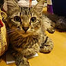 Miss Einstien is registered to the contest to win money with this photo: