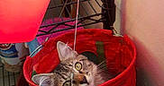 Miss Einstien joined the competition — help win amazing prizes!