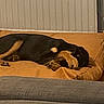 Athena a rejoint le concours — aidez-le/la à gagner de superbes lots ! dog, sleeping, paw, cushion, orange, black_and_tan, indoor, resting, cozy, pet, canine, bed, relaxed, fur, quiet, home, comfort, animal, napping, peaceful