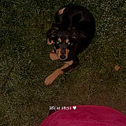 Athena a rejoint le concours — aidez-le/la à gagner de superbes lots ! dog, grass, night, flash, looking_up, black_and_tan, pet, animal, outdoor, person, red_clothing, text_overlay, glowing_eyes, canine, companion, casual, evening, cute, loyal, waiting