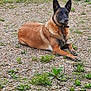 Princesse participe au concours pour gagner de l'argent avec cette photo : alert, animal, belgian_malinois, black_face, brown, canine, collar, dog, ears_up, fur, grass, gravel, lying_down, nature, outdoor, pet, plant, quiet, resting, watchful