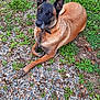Princesse a rejoint le concours — aidez-le/la à gagner de superbes lots ! alert, animal, belgian_malinois, black, brown, canine, closeup, collar, dog, ears, fur, grass, gravel, ground, lying_down, mammal, nature, outdoor, pet, portrait