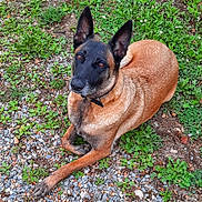 Princesse a rejoint le concours — aidez-le/la à gagner de superbes lots ! alert, animal, belgian_malinois, black, brown, canine, collar, dog, ears, fur, grass, gravel, ground, lying_down, mammal, nature, outdoor, pet, portrait, resting