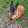 alert, animal, belgian_malinois, black, brown, canine, collar, dog, ears, fur, grass, gravel, ground, lying_down, mammal, nature, outdoor, pet, portrait, resting