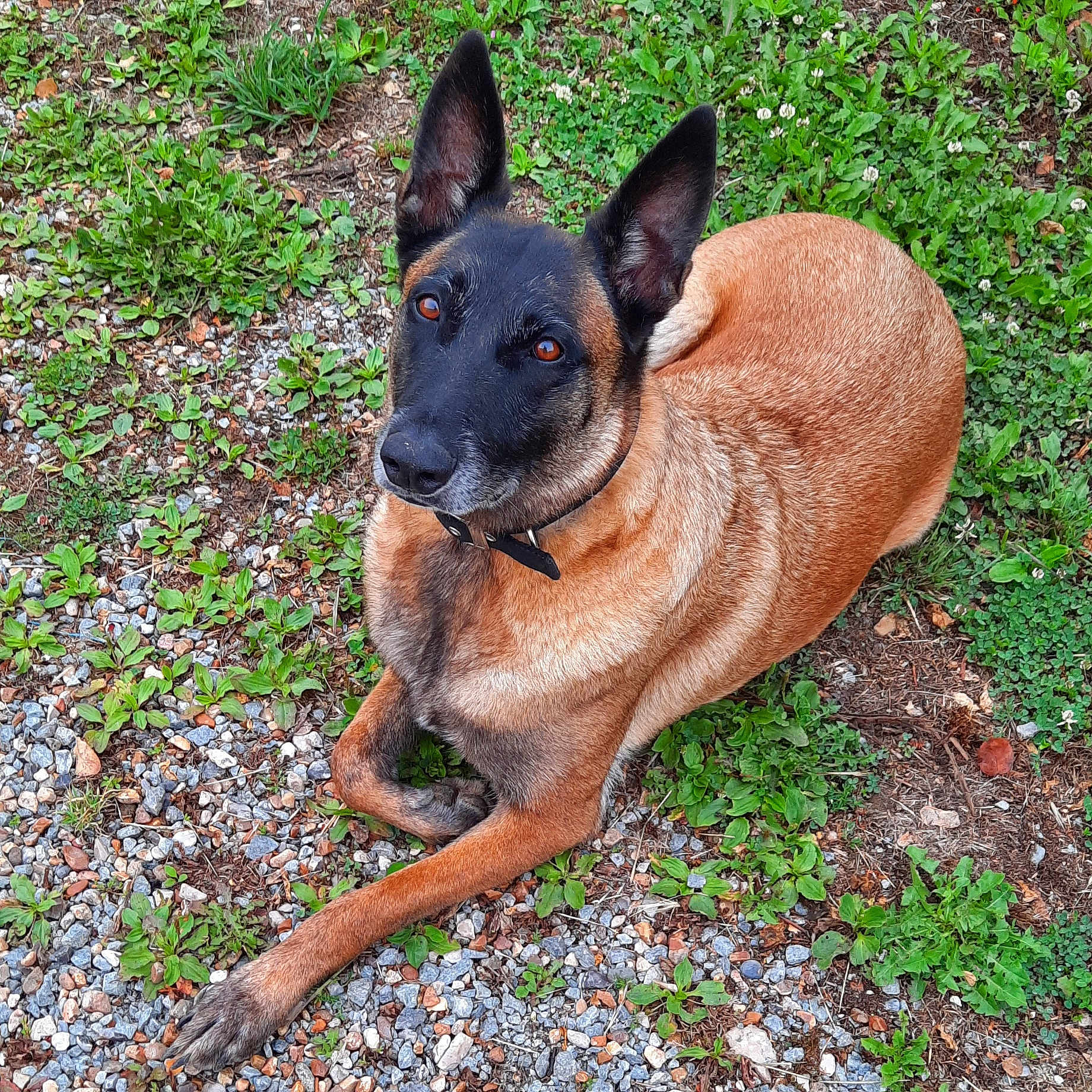 Princesse a rejoint le concours — aidez-le/la à gagner de superbes lots ! alert, animal, belgian_malinois, black, brown, canine, collar, dog, ears, fur, grass, gravel, ground, lying_down, mammal, nature, outdoor, pet, portrait, resting