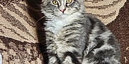 Aramis participe au concours pour gagner de l'argent avec cette photo : cat, closeup, couch, curious, domestic_cat, feline, footwear, fur, gray, indoor, kitten, patterned_fabric, pet, shoe, sitting, tabby, whiskers, white_paws, yellow_eyes, young_cat