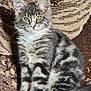 Aramis participe au concours pour gagner de l'argent avec cette photo : animal, carpet, cat, curious, cute, domestic_cat, ears, feline, fluffy, gray_tabby, indoor, kitten, patterned_carpet, paw, pet, sitting, whiskers, white_paws, yellow_eyes, young_cat