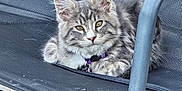 Aramis participe au concours pour gagner de l'argent avec cette photo : animal, cat, collar, cute, ears, feline, fur, gray_tabby, kitten, looking, mesh_chair, outdoor_chair, paws, pet, purple_collar, relaxed, resting, small, whiskers, young