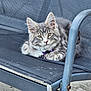 Aramis participe au concours pour gagner de l'argent avec cette photo : animal, cat, collar, cute, ears, feline, fur, gray_tabby, kitten, looking, mesh_chair, outdoor_chair, paws, pet, purple_collar, relaxed, resting, small, whiskers, young