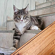Aramis participe au concours pour gagner de l'argent avec cette photo : cat, tabby, stairs, paw, fur, indoor, animal, pet, feline, relaxed, curious, whiskers, yellow_eyes, wood, paper, household, cozy, resting, striped, cute