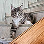 cat, tabby, stairs, paw, fur, indoor, animal, pet, feline, relaxed, curious, whiskers, yellow_eyes, wood, paper, household, cozy, resting, striped, cute