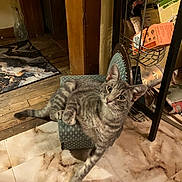 Fluffy joined the competition — help win amazing prizes! animal, cat, chair, curious, cute, ears, eyes, feline, gray_cat, home, indoors, marble_floor, pet, portrait, shelf, sitting, striped_fur, tabby, whiskers, wooden_floor