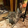 animal, cat, chair, curious, cute, ears, eyes, feline, gray_cat, home, indoors, marble_floor, pet, portrait, shelf, sitting, striped_fur, tabby, whiskers, wooden_floor
