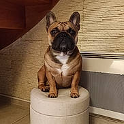 Simba a rejoint le concours — aidez-le/la à gagner de superbes lots ! dog, french_bulldog, pet, indoor, ottoman, furniture, wall, stone_wall, staircase, brown_dog, sitting, portrait, floor, tile_floor, ears, animal, cute, paw, expression, cozy