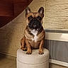 dog, french_bulldog, pet, indoor, ottoman, furniture, wall, stone_wall, staircase, brown_dog, sitting, portrait, floor, tile_floor, ears, animal, cute, paw, expression, cozy