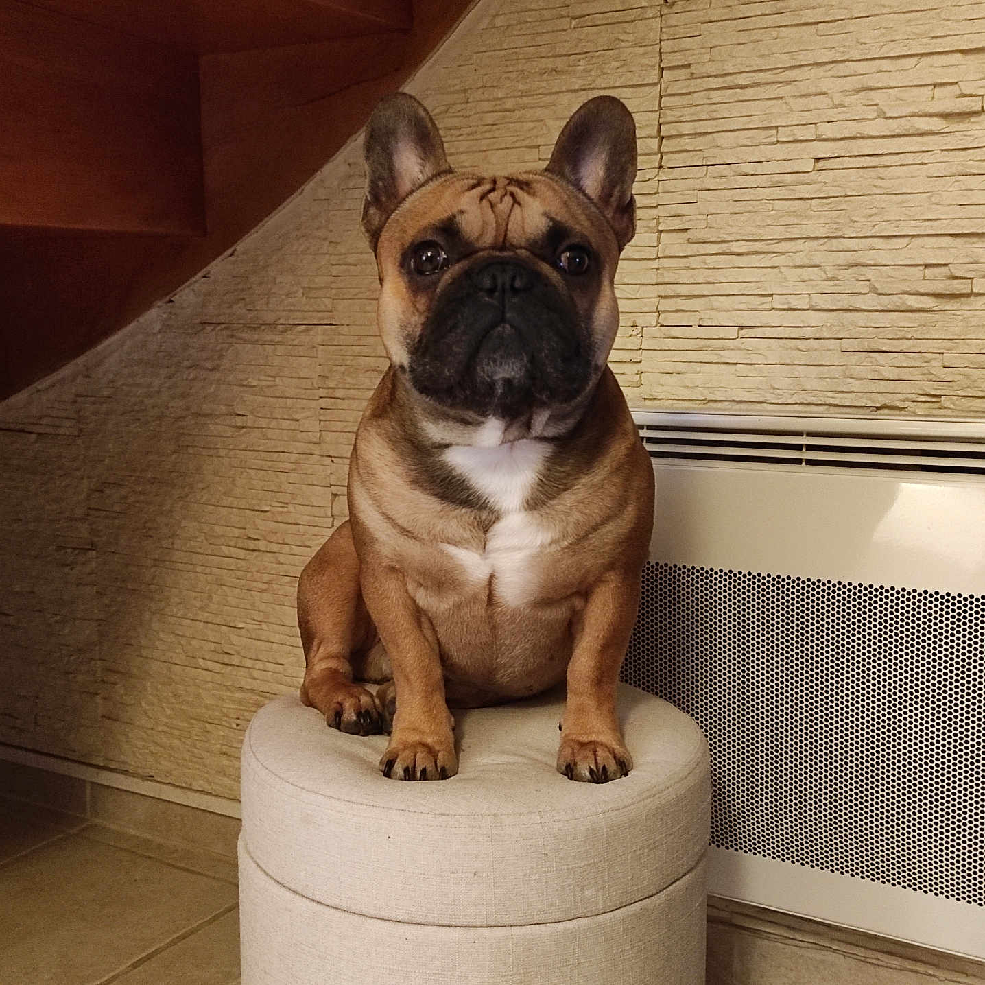 Simba a rejoint le concours — aidez-le/la à gagner de superbes lots ! dog, french_bulldog, pet, indoor, ottoman, furniture, wall, stone_wall, staircase, brown_dog, sitting, portrait, floor, tile_floor, ears, animal, cute, paw, expression, cozy