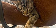 Layla is registered to the contest to win money with this photo: animal, brown_chair, carpet, cat, chair, cozy, cute, domestic_cat, furniture, home, indoor, kitten, nap, paw, pet, relaxed, resting, sleeping, tabby, whiskers