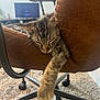 animal, brown_chair, carpet, cat, chair, cozy, cute, domestic_cat, furniture, home, indoor, kitten, nap, paw, pet, relaxed, resting, sleeping, tabby, whiskers