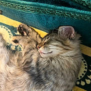 Layla joined the competition — help win amazing prizes! animal, blanket, cat, cozy, cute, domestic_cat, ear, feline, fluffy, fur, green, indoor, paw, pet, relaxed, resting, sleeping, tabby, whiskers, yellow
