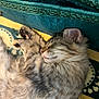 animal, blanket, cat, cozy, cute, domestic_cat, ear, feline, fluffy, fur, green, indoor, paw, pet, relaxed, resting, sleeping, tabby, whiskers, yellow