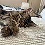 Layla is registered to the contest to win money with this photo: animal, bed, blanket, cat, closeup, cozy, ear, fur, indoor, nose, paws, peaceful, pet, relaxed, rest, sleeping, soft, tabby, texture, whiskers