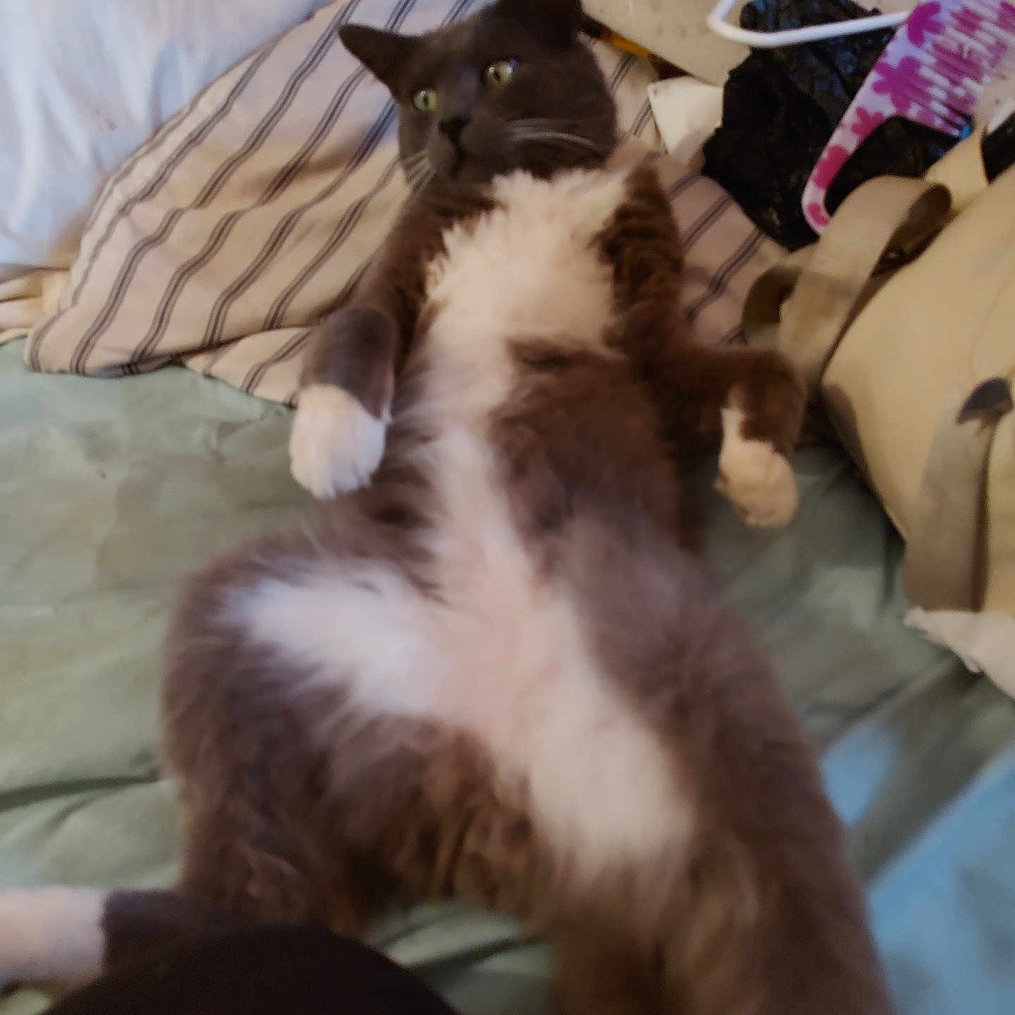 Kole