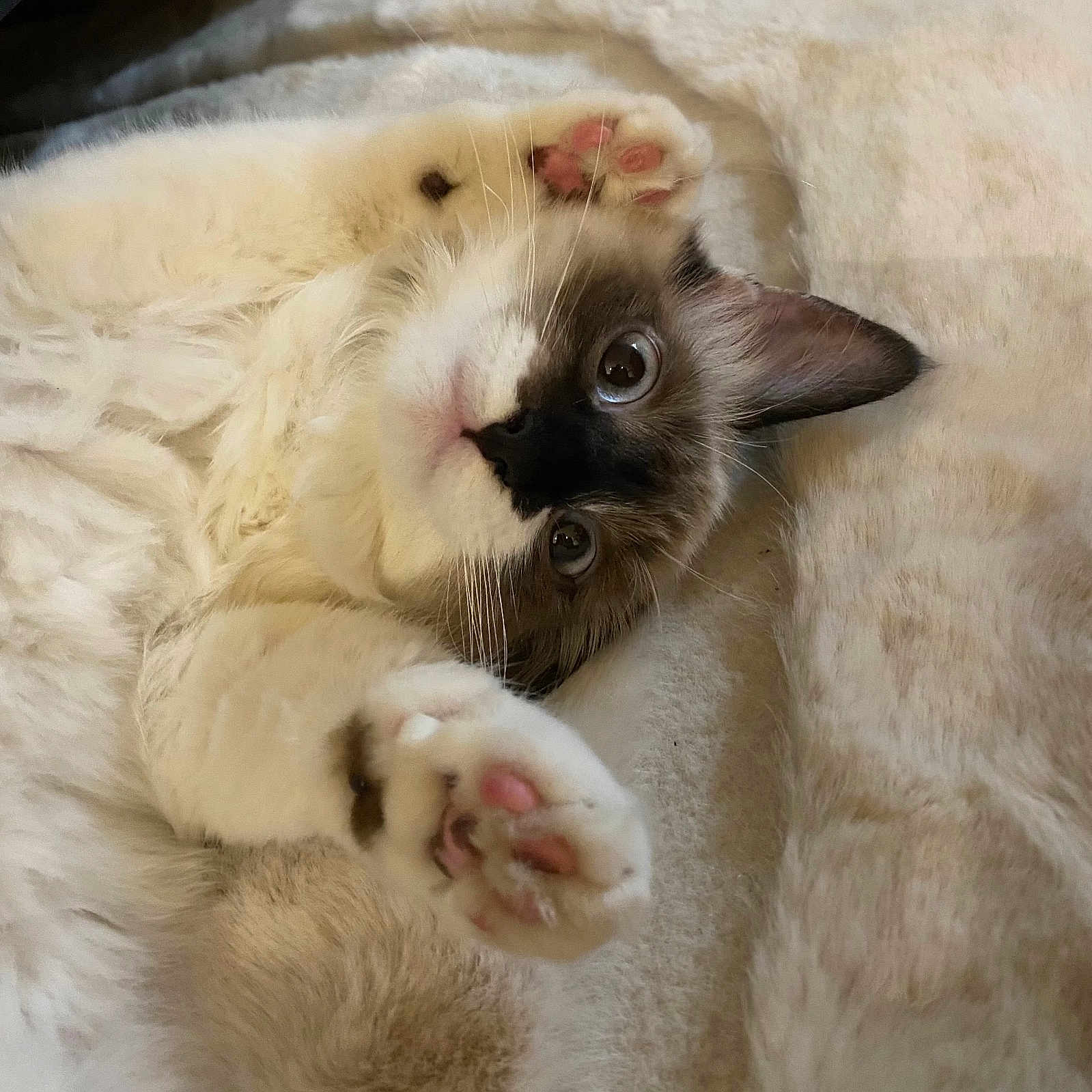 Cleo participe au concours pour gagner de l'argent avec cette photo : abyssinian, angora, animal, bed, bedroom, blanket, cat, electronics, furniture, indoors, kitten, manx, person, pet, quilt, rat, rodent, siamese, sleeping, white